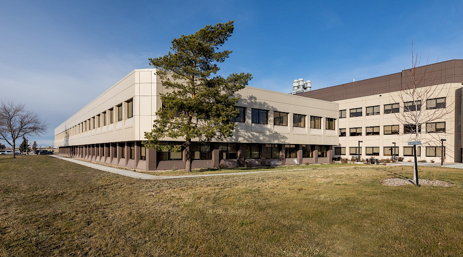 A large tree in a field in front of the LRC Annex Block.