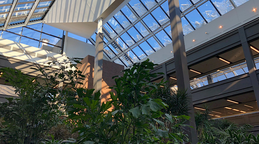 Lush green plants underneath a ceiling made up of skylights.