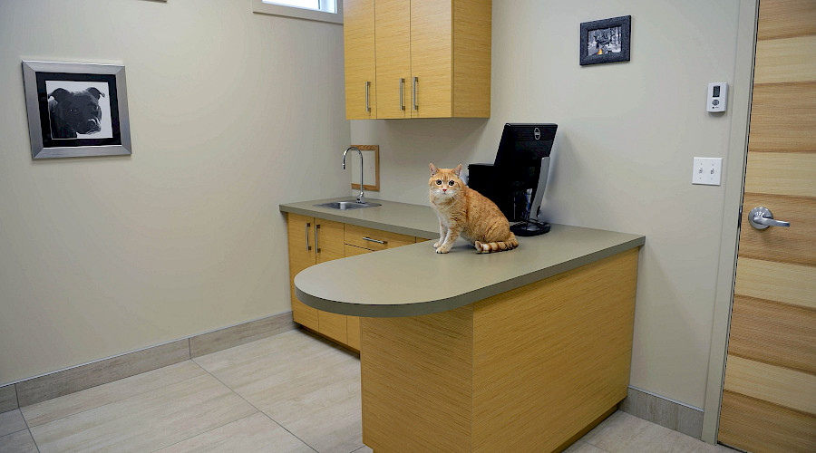 An orange and white cat sitting on a desk in a veterinary's office.