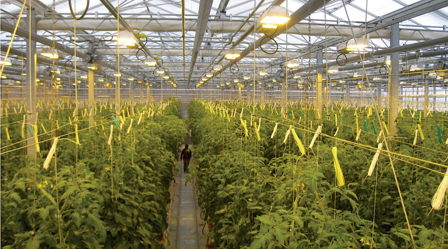 Rows of plants inside the Brooks greenhouses.