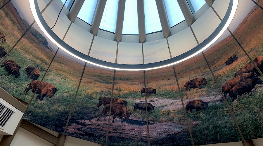 A painting of buffalos in fields of yellow and green grass along the round walls of the interior of a tee pee, with bright windows in the centre of the ceiling.