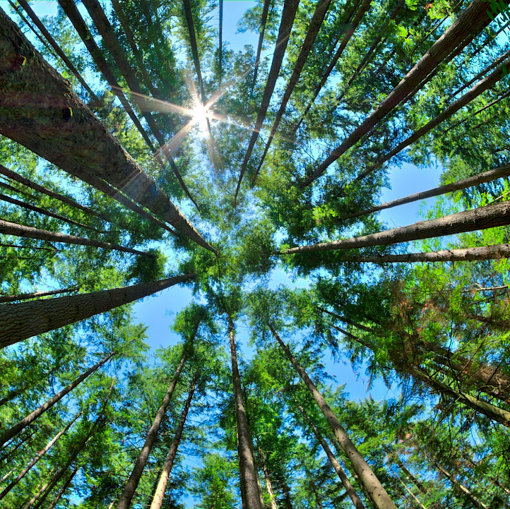 A photo of trees from below, looking up into a bright blue, sunny sky.