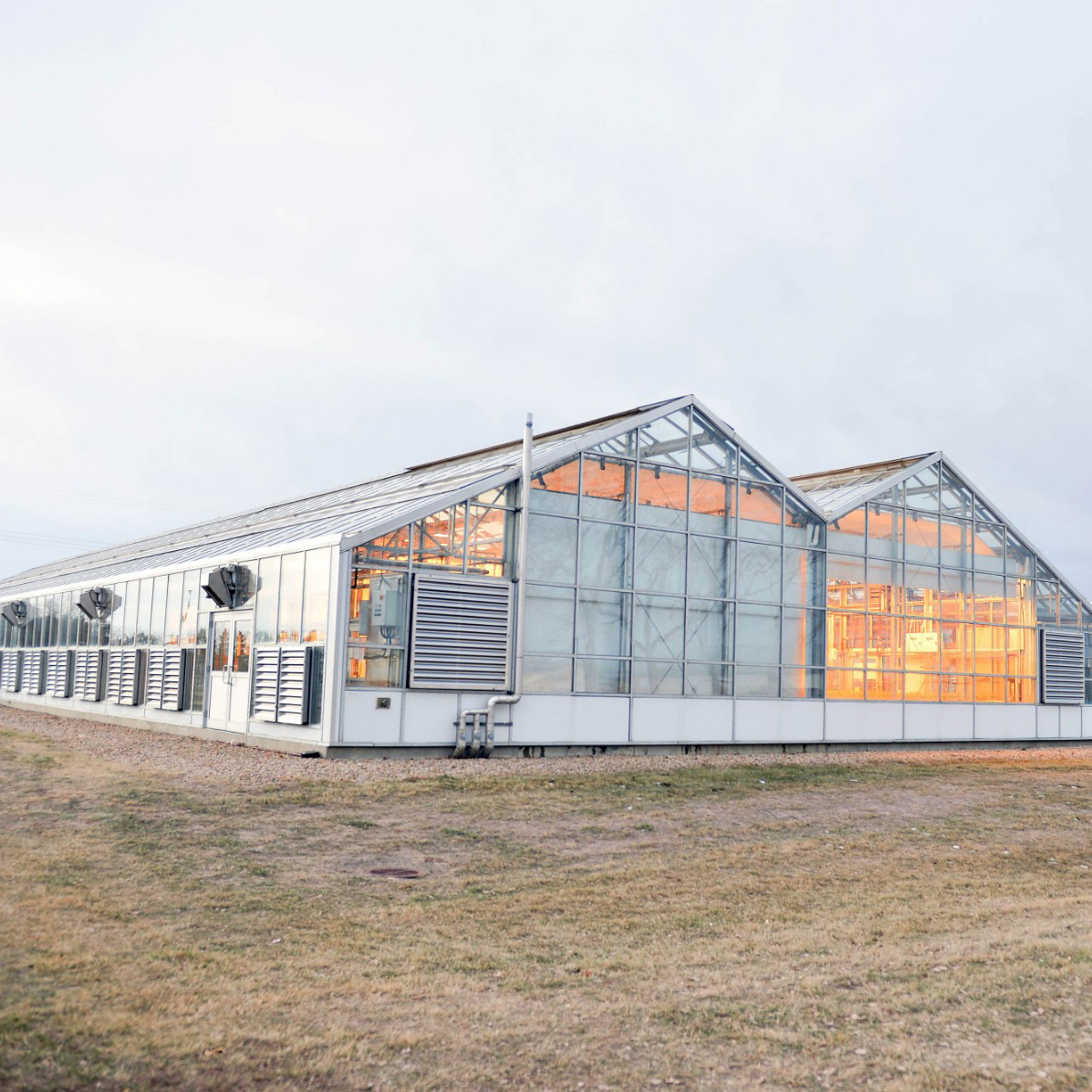 A photo of the Brooks greenhouses lit up inside on a cloudy day in Brooks, Alberta.